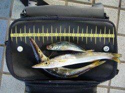 りんくうで朝のジギングサビキ釣果☆