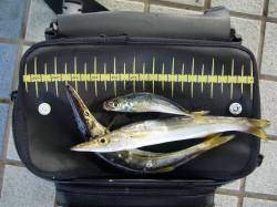 りんくうで朝のジギングサビキ釣果☆