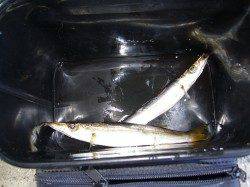 りんくうエリアでジグサビキ、カマスの釣果