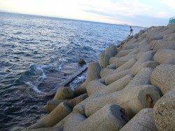 ジグサビキでのカマスの釣果　りんくうエリアで