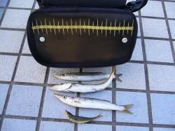 ジグサビキでのカマスの釣果　りんくうエリア…