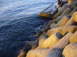 りんくう　雨上がりのジグサビキで小アジ7尾　カマスの姿は見えず