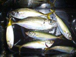 りんくう　雨上がりのジグサビキで小アジ7尾　カマスの姿は見えず