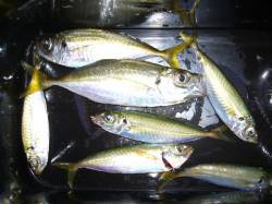 りんくう　雨上がりのジグサビキで小アジ7尾…