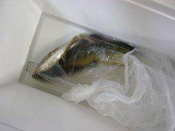 志原海岸で投げ釣り、イサキ&シオ