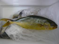 志原海岸で投げ釣り、イサキ&シオ