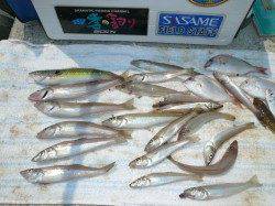 佐野での引き釣り釣果　キス〜19cm×19匹