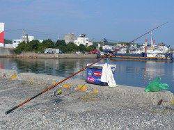 志筑、良型20cmクラスのキスも釣れました♪