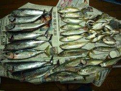 つり公園シモツピアーランドでかご釣り＆飛ばしサビキ