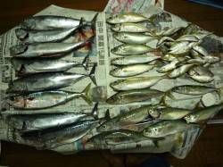 つり公園シモツピアーランドでかご釣り＆飛ば…