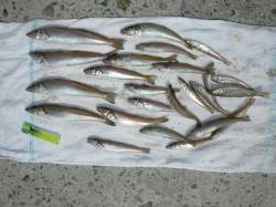 志筑、良型20cmクラスのキスも釣れました…