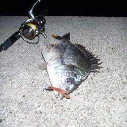 舞洲　チニングでチヌ42cm＆キビレ