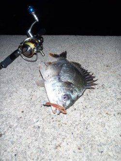舞洲　チニングでチヌ42cm＆キビレ