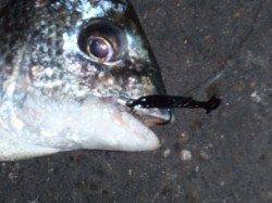 大阪南港でチニング　チヌ11枚と快釣！