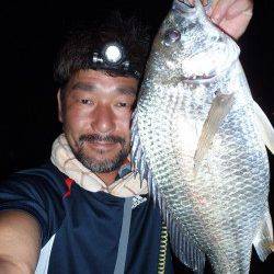 大阪南港　チニングでキビレ〜43cm　一雨欲しいところです