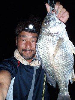 大阪南港　チニングでキビレ〜43cm　一雨欲しいところです