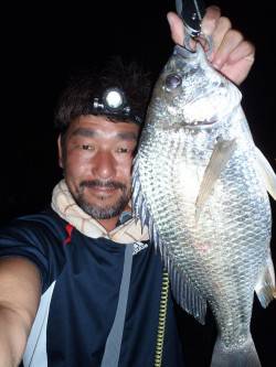 大阪南港　チニングでキビレ〜43cm　一雨…