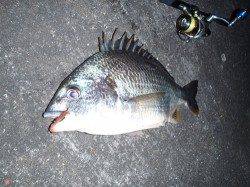 大阪南港　チニングでキビレ〜43cm　一雨欲しいところです