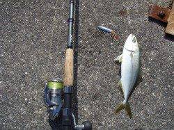 岸和田沖一文字のカーブで、ツバス・サバなどの釣果