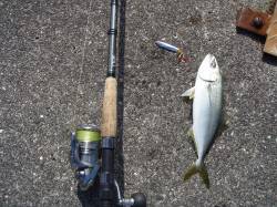 岸和田沖一文字のカーブで、ツバス・サバなど…