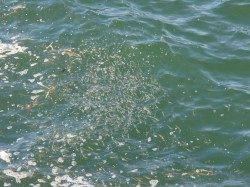 岸和田沖一文字のカーブで、ツバス・サバなどの釣果