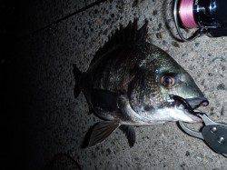 大阪南港　友人とのチニング釣行でチヌ41cm