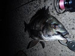 大阪南港　友人とのチニング釣行でチヌ41c…