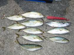 武庫川尻一文字での青物釣果☆