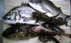 市川河口へチヌ狙い、チヌとガシラの釣果