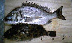 市川河口へチヌ狙い、チヌとガシラの釣果