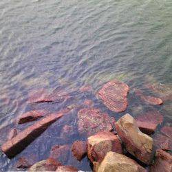 飾磨~広畑 投げ釣りでキス&アナゴの釣果