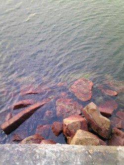 飾磨~広畑 投げ釣りでキス&アナゴの釣果