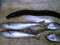 飾磨~広畑 投げ釣りでキス&アナゴの釣果