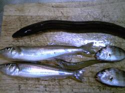 飾磨～広畑　投げ釣りでキス＆アナゴの釣果