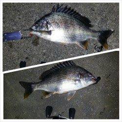 舞洲、チニングバッチリ狙いどうり？釣れました！