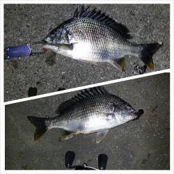 舞洲、チニングバッチリ狙いどうり？釣れました！