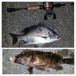 舞洲で短時間チニング釣行、キビレ・ガシラＧＥＴ