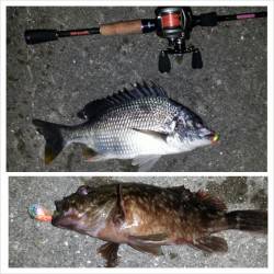 舞洲で短時間チニング釣行、キビレ・ガシラＧＥＴ