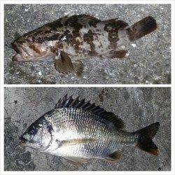 舞洲でチニング、渋い状況の中での釣果