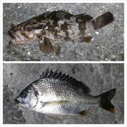 舞洲でチニング、渋い状況の中での釣果