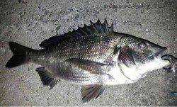 【仕事終わりに】舞洲でチヌゲーム！