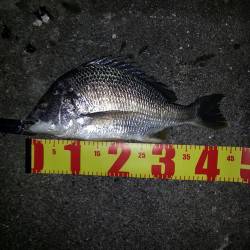 舞洲　雨上がりのチニングでキビレ7匹☆