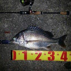 舞洲　雨上がりのチニングでキビレ7匹☆