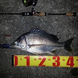 舞洲　雨上がりのチニングでキビレ7匹☆