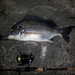 舞洲　2時間の釣行のチニングでキビレ〜40cm3尾