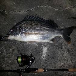 舞洲　2時間の釣行のチニングでキビレ〜40…