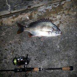 舞洲　2時間の釣行のチニングでキビレ〜40cm3尾