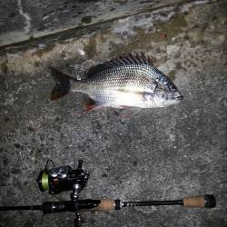 舞洲　2時間の釣行のチニングでキビレ〜40cm3尾