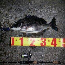 舞洲　チニングでマチヌ44cm＆キビレ・ガシラ！