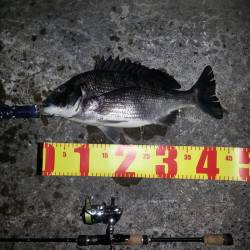 舞洲　チニングでマチヌ44cm＆キビレ・ガ…